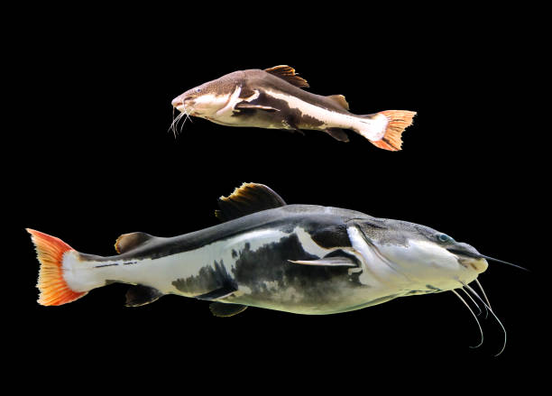 istock Two red-tailed catfish Phractocephalus hemioliopterus 1143037701