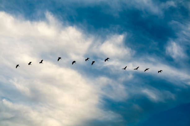 istock egret flying to home on white blue sky soft cloud 1143037954