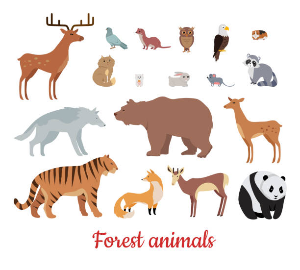 bildbanksillustrationer, clip art samt tecknat material och ikoner med skog djur set - rådjur illustrationer