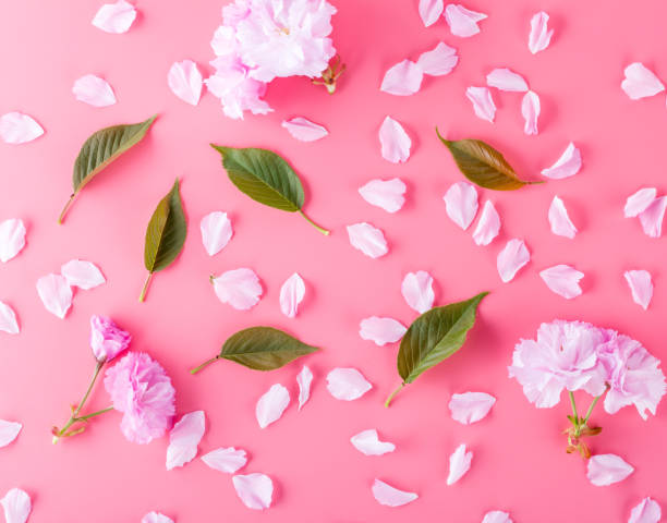 istock Spring cherry blossoms and green leaves on pink background. 1143039899