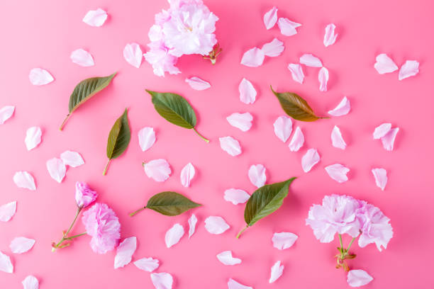 istock Spring cherry blossoms and green leaves on pink background. 1143040029