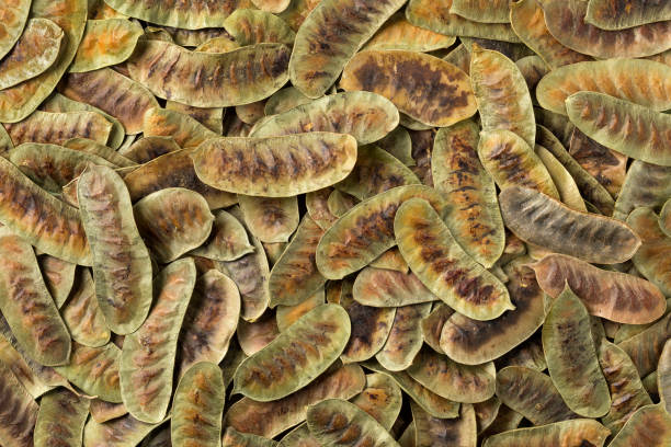 Dried Senna alexandrina pods full frame