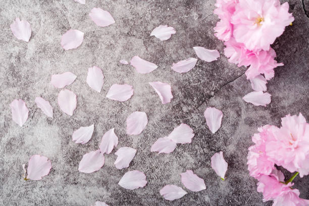 istock Top view of spring cherry flowers 1143040151