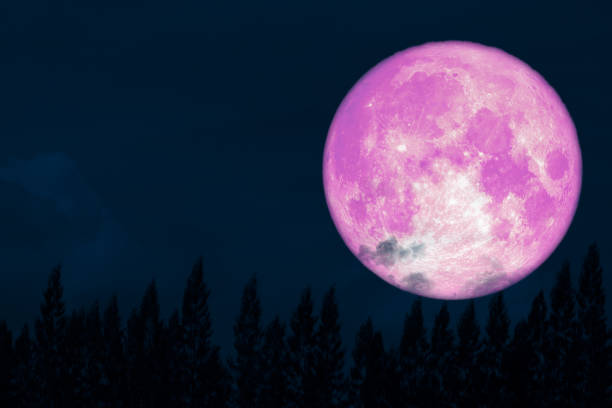 istock super full pink moon back on silhouette pine on night sky 1143040175