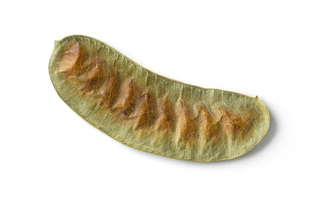 Single Senna alexandrina  pod