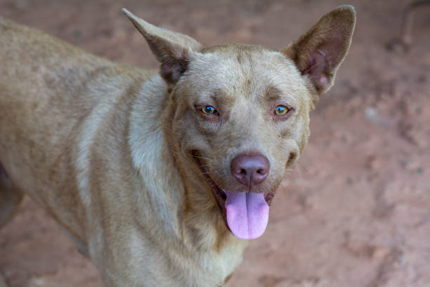 istock portrait smart brown dog leye contact 1143041236