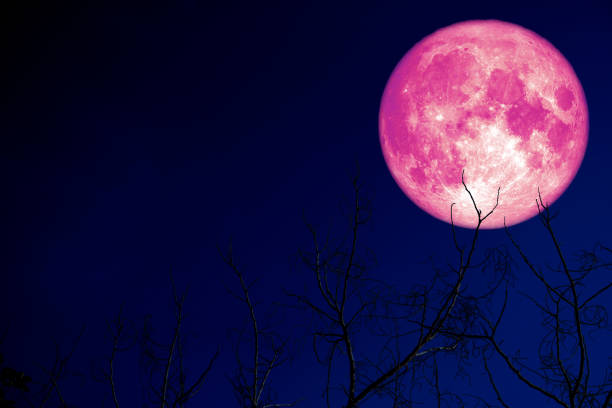 super pink egg moon back on silhouette plant and trees on night sky super pink egg moon back on silhouette plant and trees on night sky, Elements of this image furnished by NASA red full moon stock pictures, royalty-free photos & images