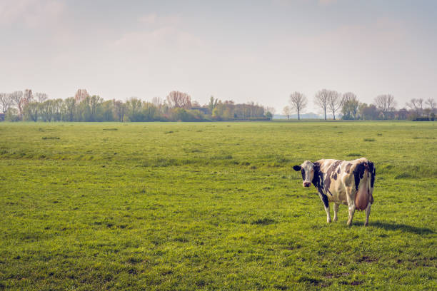 mucca in bianco e nero da sola in un grande prato - bestiame bovino di friesian foto e immagini stock