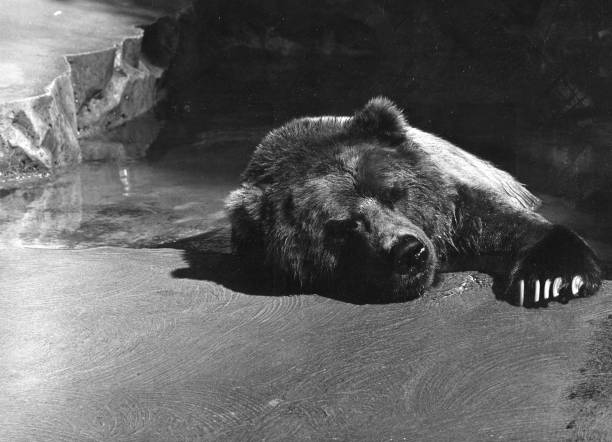 istock a bear snoozing in a zoo 1143043137