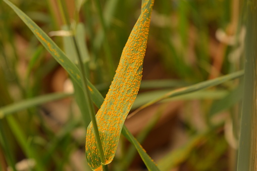 Wheat flag leaf contaminated with leaf rust