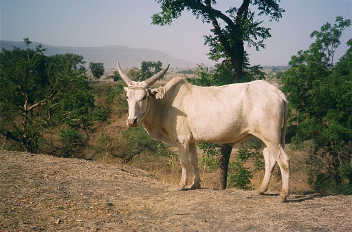 India, 1978. Sacred white cow.