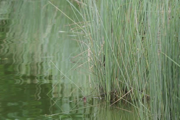 istock a nature view of nature back ground 1143045923