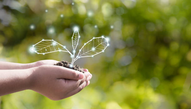 Earth Day environmental protection is in the hands of a tree that is planted as a graphic with brown soil.Green background, bokeh, tree on the grassland, nature, forest cons.Hand holding globe The world environment reservation is in your hands. Your hand can help grow trees, preserve wild animals, flowers, soil, and wildlife. The little tree is being held in our hands. The more we grow trees, the more we protect our environment. The good eco system and environment are in your hands. Please make our world a better place with good environment. agricultural science stock pictures, royalty-free photos & images