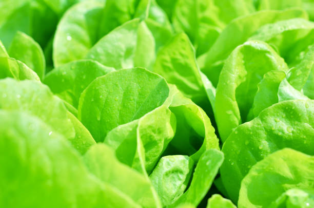 istock Salad texture. Green lettuce growing in vegetable garden. 1143047205