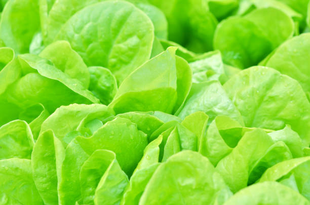 istock Salad texture. Green lettuce growing in vegetable garden. 1143047227