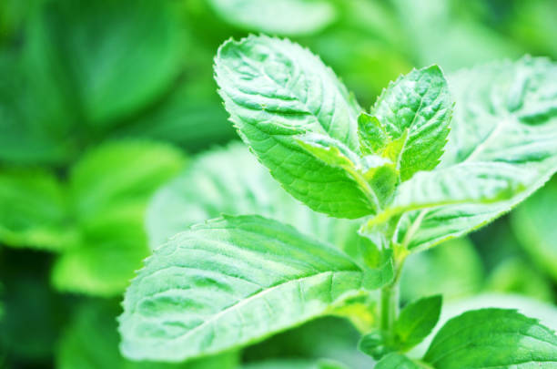 istock Fresh mint leaf background closeup. Herb leaves in Garden. 1143048031