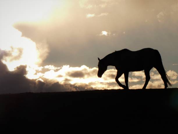 uma silhueta de um cavalo que anda na grama da pradaria durante um por do sol da noite - grass area field hill prairie - fotografias e filmes do acervo