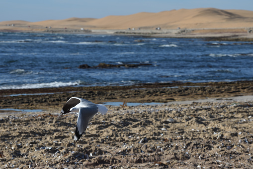 The sand dunes of the desert are on the right, and the waves of the Atlantic Ocean are on the left. The seagull is flying in the left foreground of the photo. \n\nThe photo was taken in February 2019.