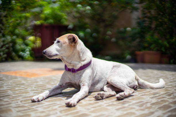 Thai brown dog sunbathing at home stock photo