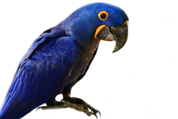 istock hyacinthinus macaw parrot.White background 1143050608