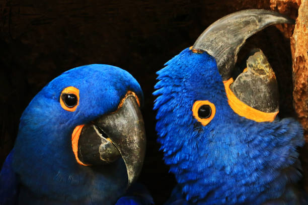 istock Two parrot macaws are in the hollow of the tree. 1143050649