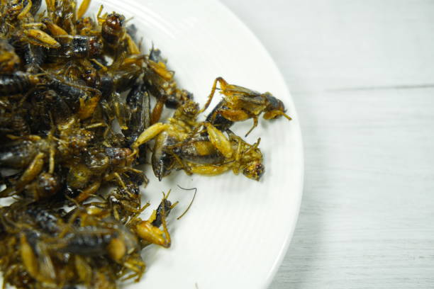 istock Crickets fry and sprinkle salt on white dish. 1143050650