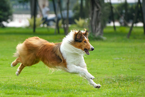 cachorro corrida - collie - fotografias e filmes do acervo