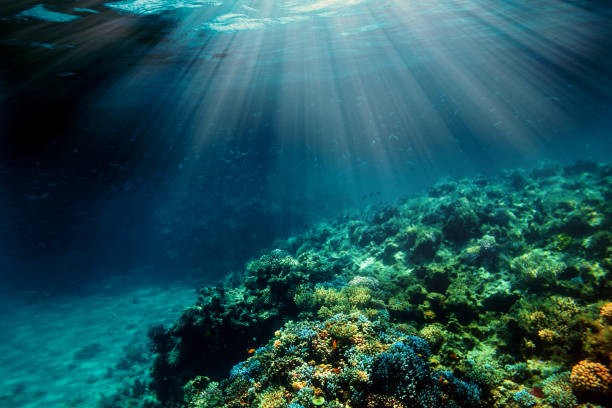 istock Underwater coral reef on the red sea 1143052285