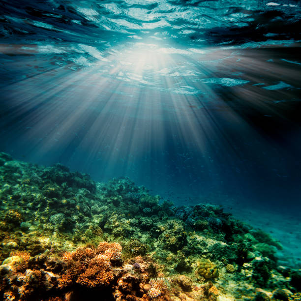 istock Underwater coral reef on the red sea 1143052303
