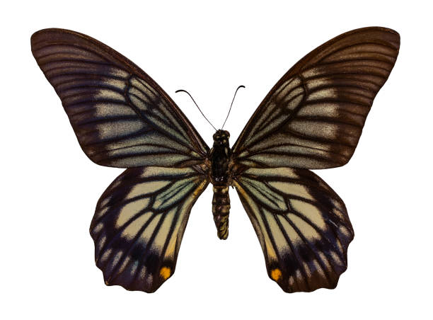 istock Color butterfly, isolated on white background with clipping path,  Chilasa veiovis 1143052361