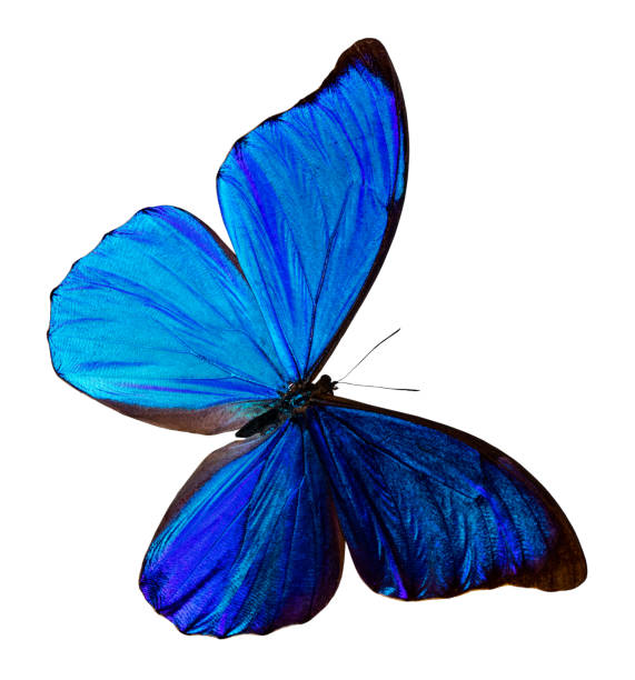 istock blue  butterfly, isolated on white background with clipping path, Morpho didus 1143052362