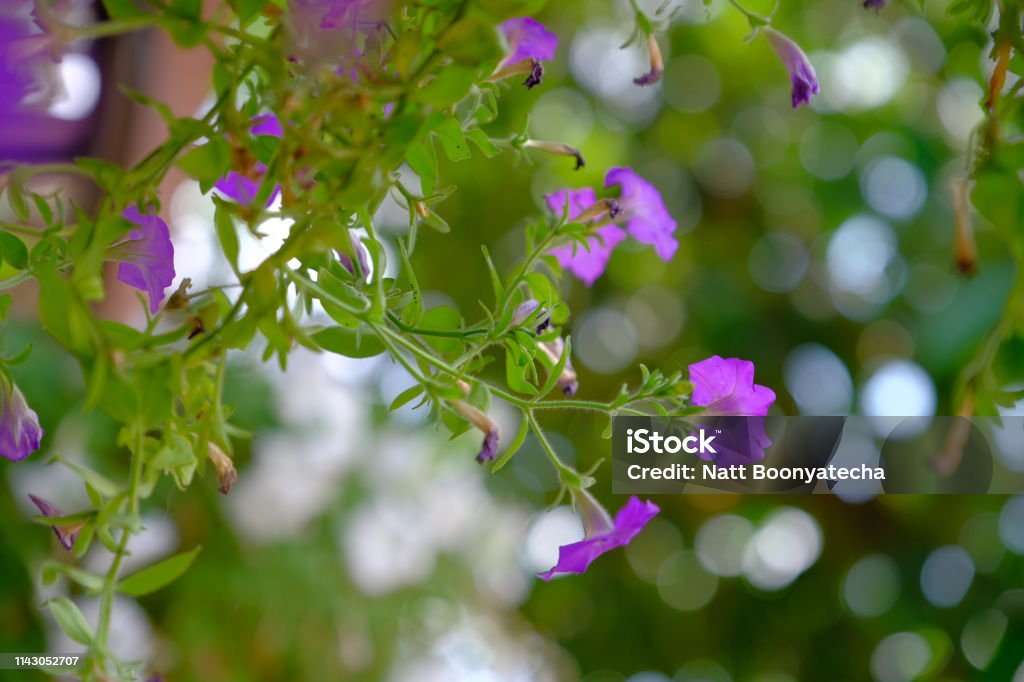 cute petunia flowers Close-up Stock Photo