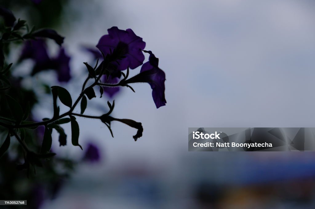 cute petunia flowers Agricultural Field Stock Photo