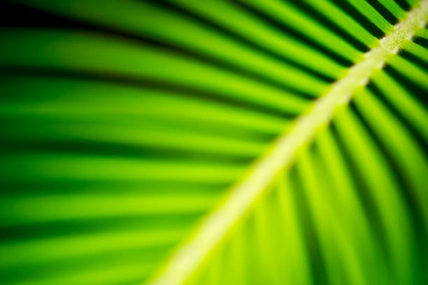 istock Deep Green, Extreme Close-up of Cycas Leaf 1143053699