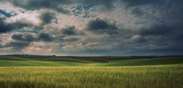 istock Fields landscape in summer sunset and sunrise 1143053947