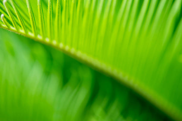 istock Deep Green, Extreme Close-up of Cycas Leaf 1143054008