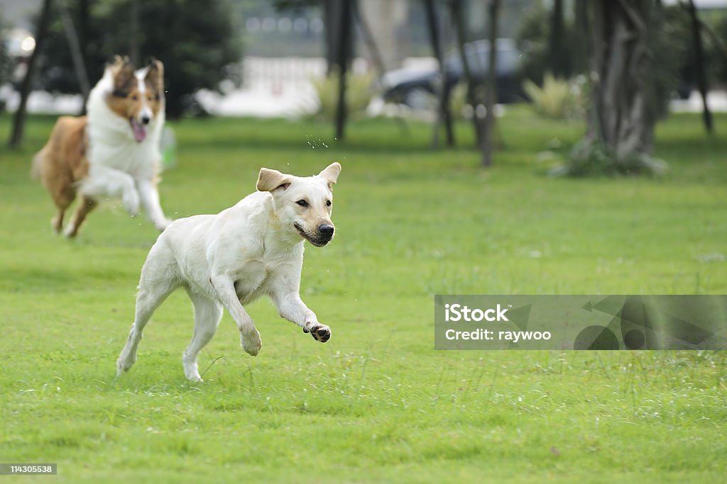 Dois cães Perseguir - Royalty-free Cão Foto de stock