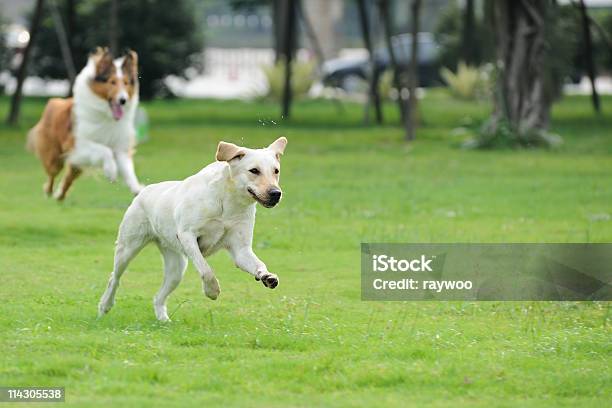 Dois Cães Perseguir - Fotografias de stock e mais imagens de Cão - Cão, Jardim Particular, Animal