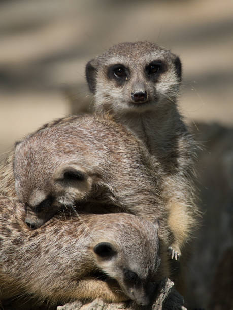 istock Meerkat family 1143055432