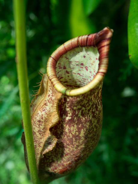 istock Nepenthes carnivorous plant 1143055649