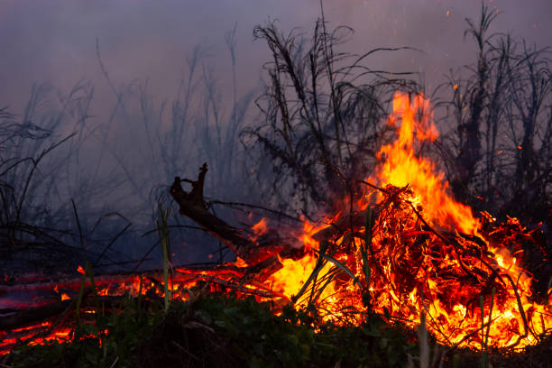 istock Wildfire while drought at night, close-up. Smoke and air Pollution from agricultural burning farm fields. 1143055930