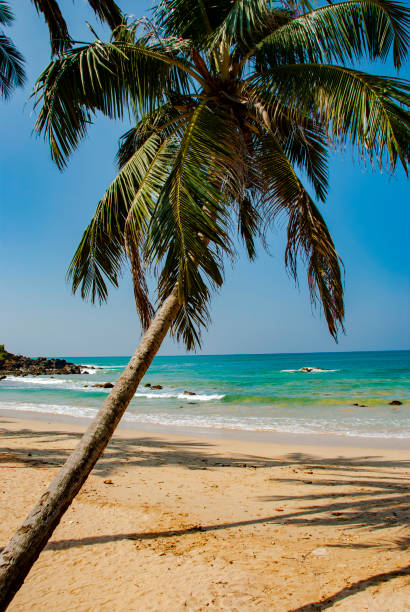 istock Tropical Beach with pam tree in Mirissa in Sri Lanka 1143055965