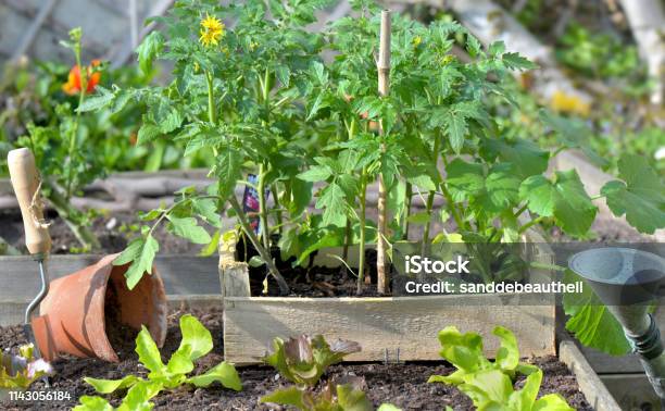 Tomatenplanten En Sla In Een Krat Op De Grond Van Een Moestuin Stockfoto en meer beelden van Plant