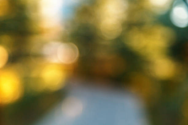 istock Abstract blurred nature background. Forest trees, Sunny day, sun glare, bokeh. Defocused backdrop for your design 1143056304