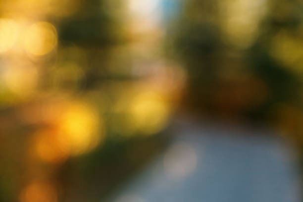 istock Abstract blurred nature background. Forest trees, Sunny day, sun glare, bokeh. Defocused backdrop for your design 1143056357