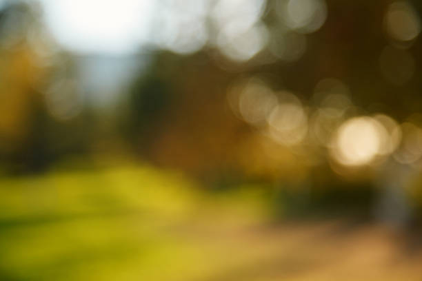 istock Abstract blurred nature background. Forest trees, Sunny day, sun glare, bokeh. Defocused backdrop for your design 1143056568