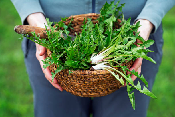 Picked fresh dandelion leaves in basked Dandelion. Picked fresh dandelion leaves in basked. Dandelion in hands of a farmer dandelion root stock pictures, royalty-free photos & images