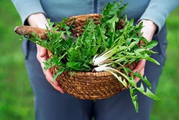 Dandelion. Picked fresh dandelion leaves in basked. Dandelion in hands of a farmer