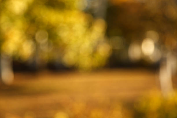 istock Abstract blurred nature background. Forest trees, Sunny day, sun glare, bokeh. Defocused backdrop for your design 1143057238