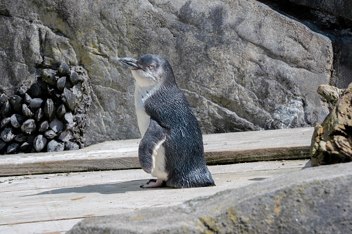 little penguin on the rocks